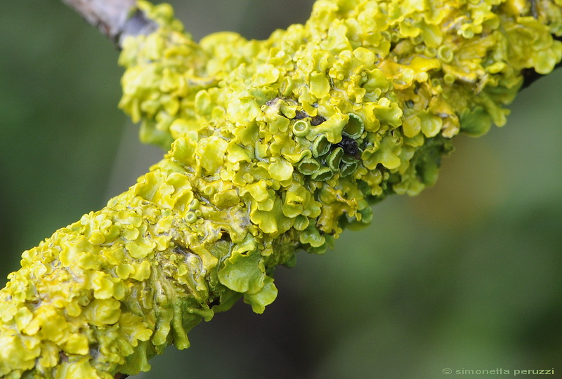 Xanthoria  parietina